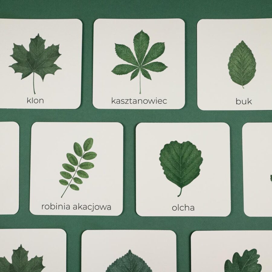 liscie karty trojdzielne drzewa beeontree montessori 4178