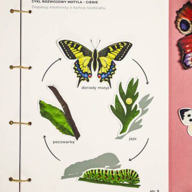 🦋 Motyle - Mega Pakiet aktywności dla dzieci do druku - obrazek 16