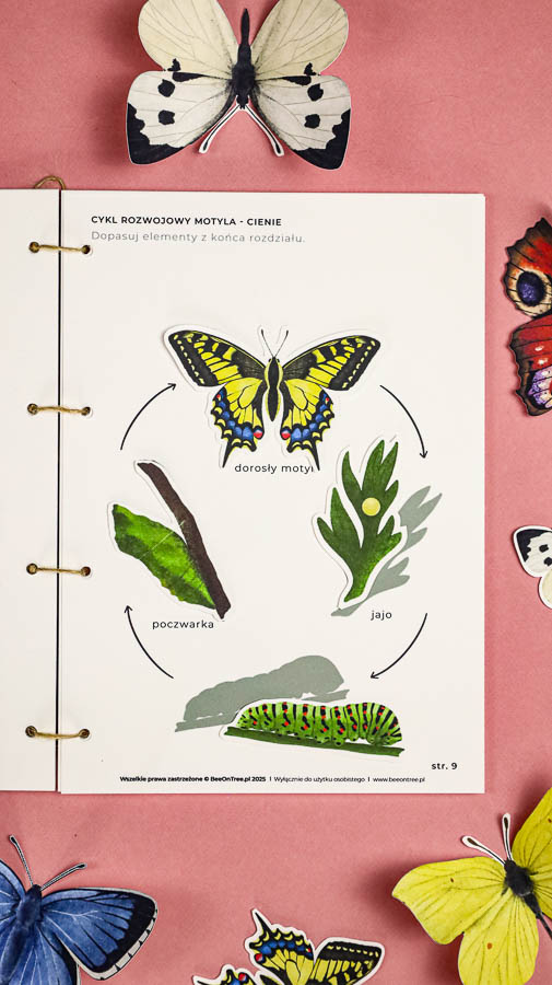 motyle mega pakiet montessori karty trojdzielne klamerkowe count n clip skrzydla 58