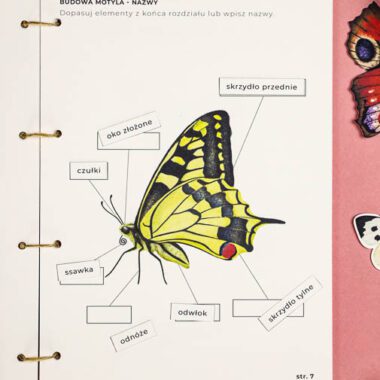 🦋 Motyle - Mega Pakiet aktywności dla dzieci do druku - obrazek 17