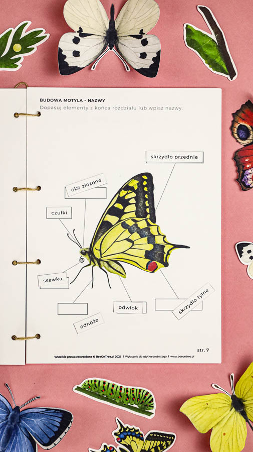 motyle mega pakiet montessori karty trojdzielne klamerkowe count n clip skrzydla 59