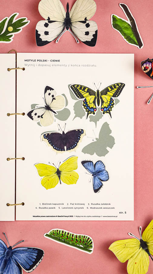 motyle mega pakiet montessori karty trojdzielne klamerkowe count n clip skrzydla 60