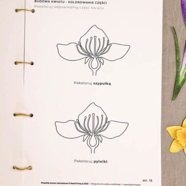 🪴 Ogrodnik - Mega Pakiet aktywności dla dzieci do druku - obrazek 13