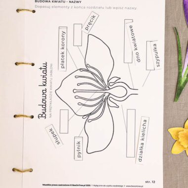 🪴 Ogrodnik - Mega Pakiet aktywności dla dzieci do druku - obrazek 14