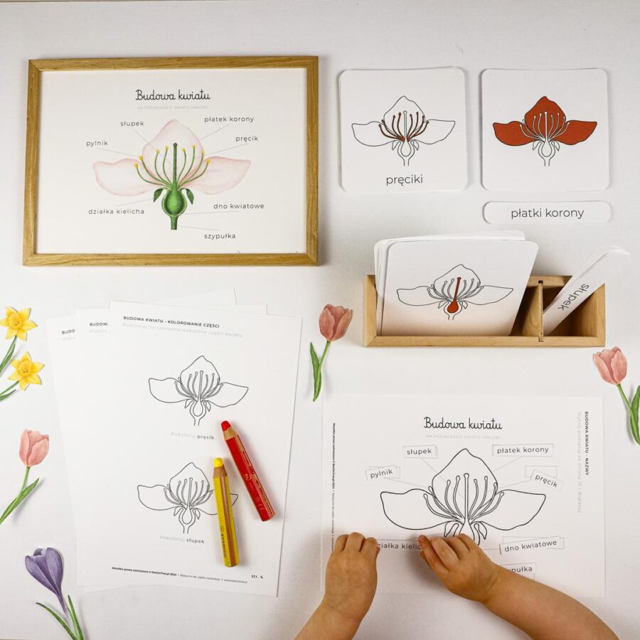Ogrodnik zestaw edukacyjny budowa kwiatu beeontree montessori 1