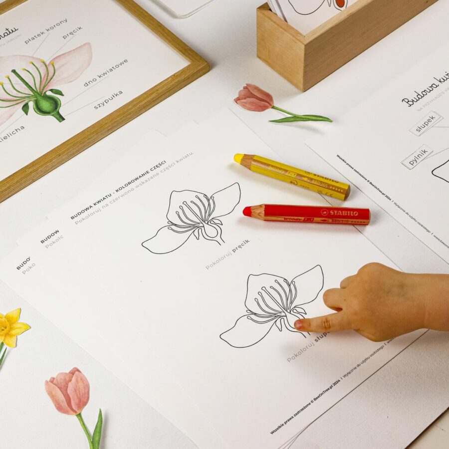 Ogrodnik zestaw edukacyjny budowa kwiatu beeontree montessori 2
