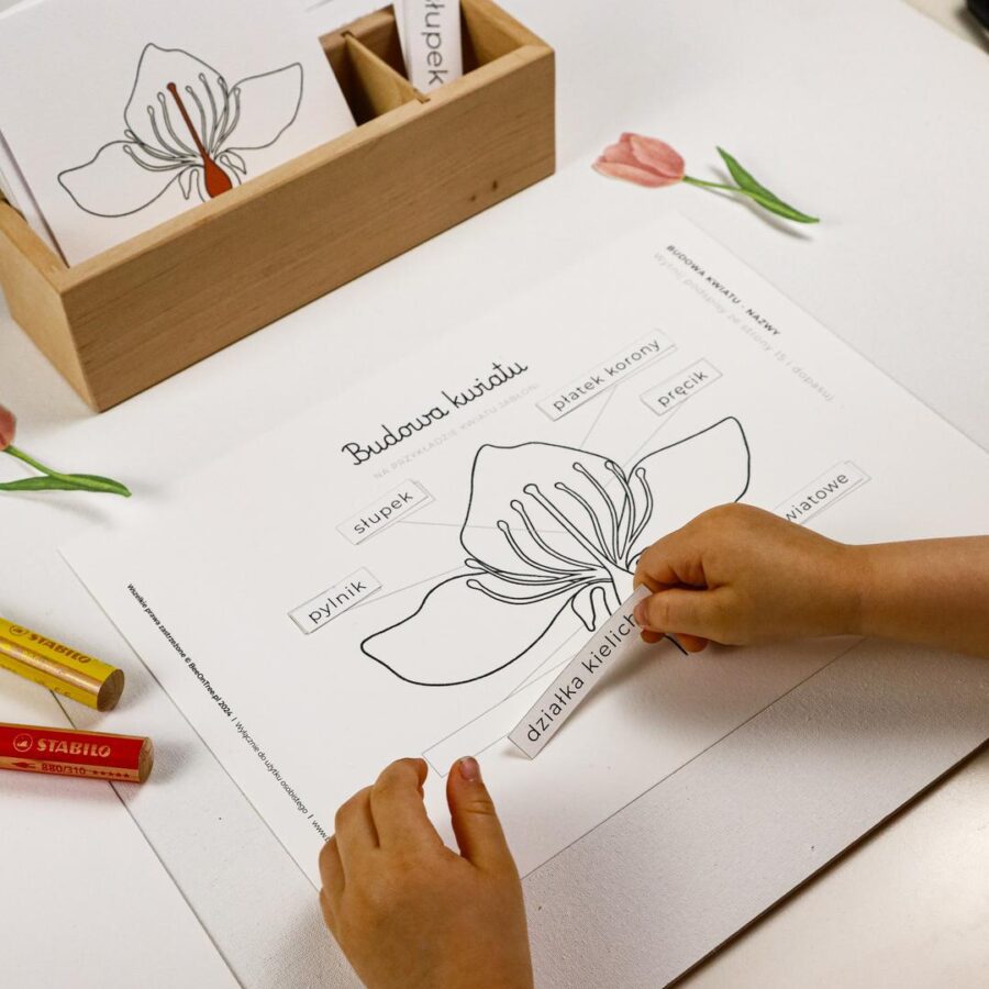 Ogrodnik zestaw edukacyjny budowa kwiatu beeontree montessori 3