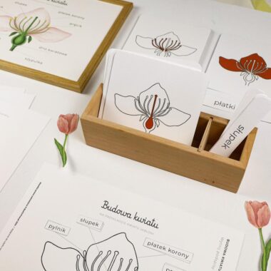 🪴 Ogrodnik - zestaw edukacyjny budowa kwiatu - obrazek 4