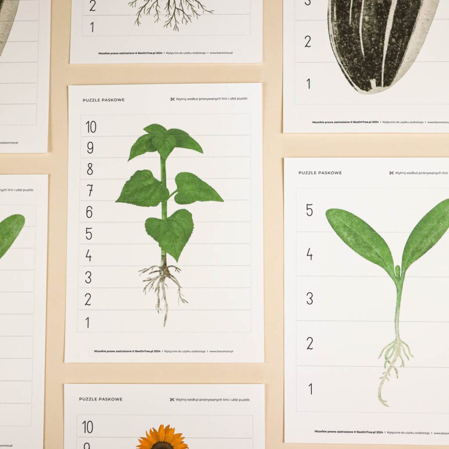 Slonecznik aktywnosci dla dzieci do druku zestawbeeontree tulalas montessori29