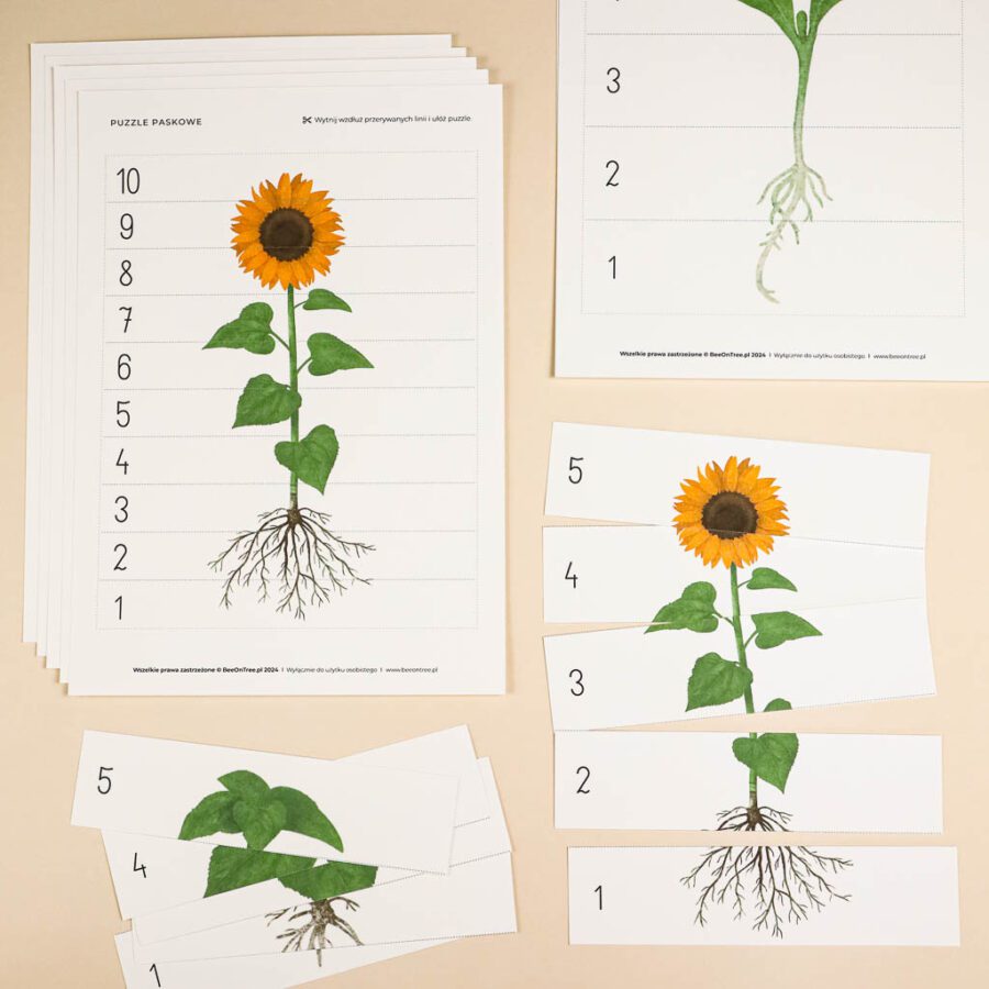 Slonecznik aktywnosci dla dzieci do druku zestawbeeontree tulalas montessori31