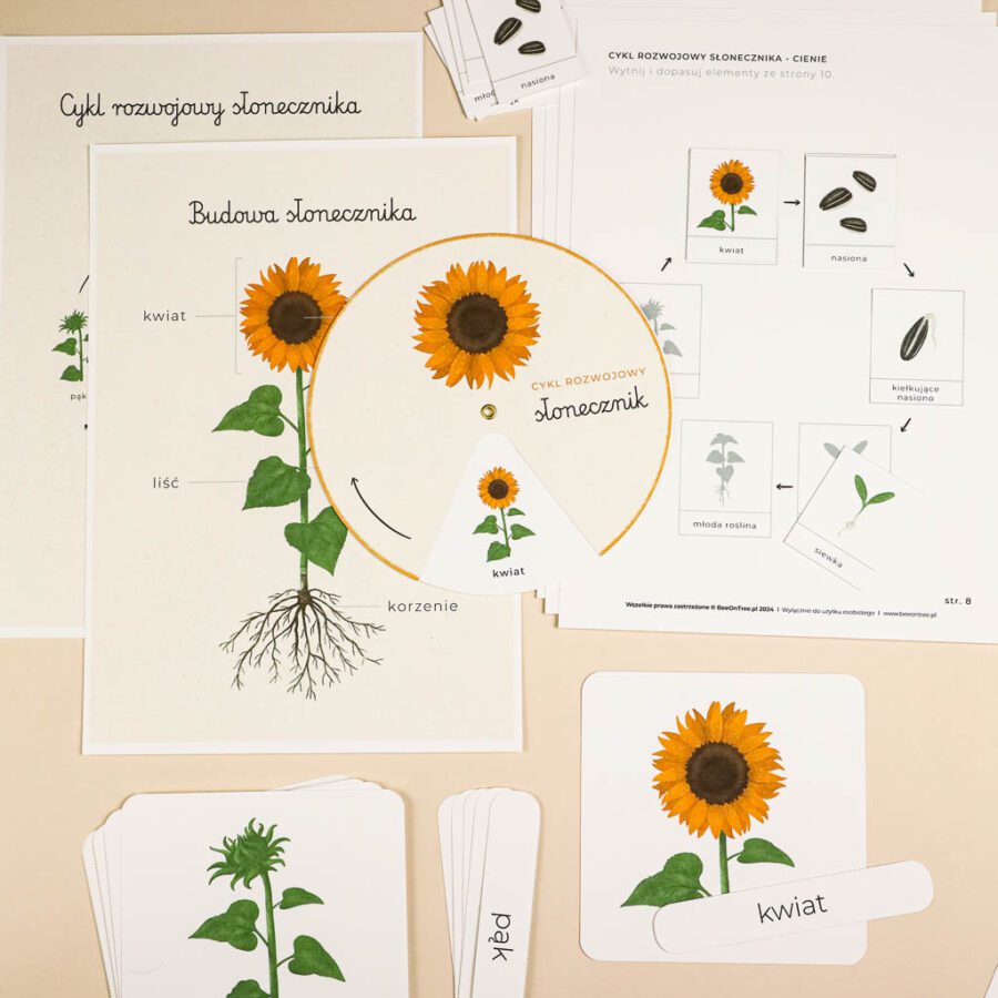 Slonecznik aktywnosci dla dzieci do druku zestawbeeontree tulalas montessori33