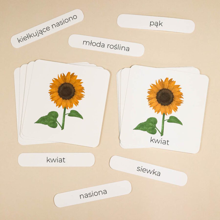 Slonecznik aktywnosci dla dzieci do druku zestawbeeontree tulalas montessori34