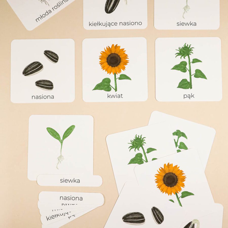 Slonecznik aktywnosci dla dzieci do druku zestawbeeontree tulalas montessori36