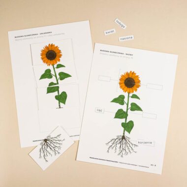 🌻 Słonecznik - zestaw edukacyjny cykl rozwojowy słonecznika - obrazek 5