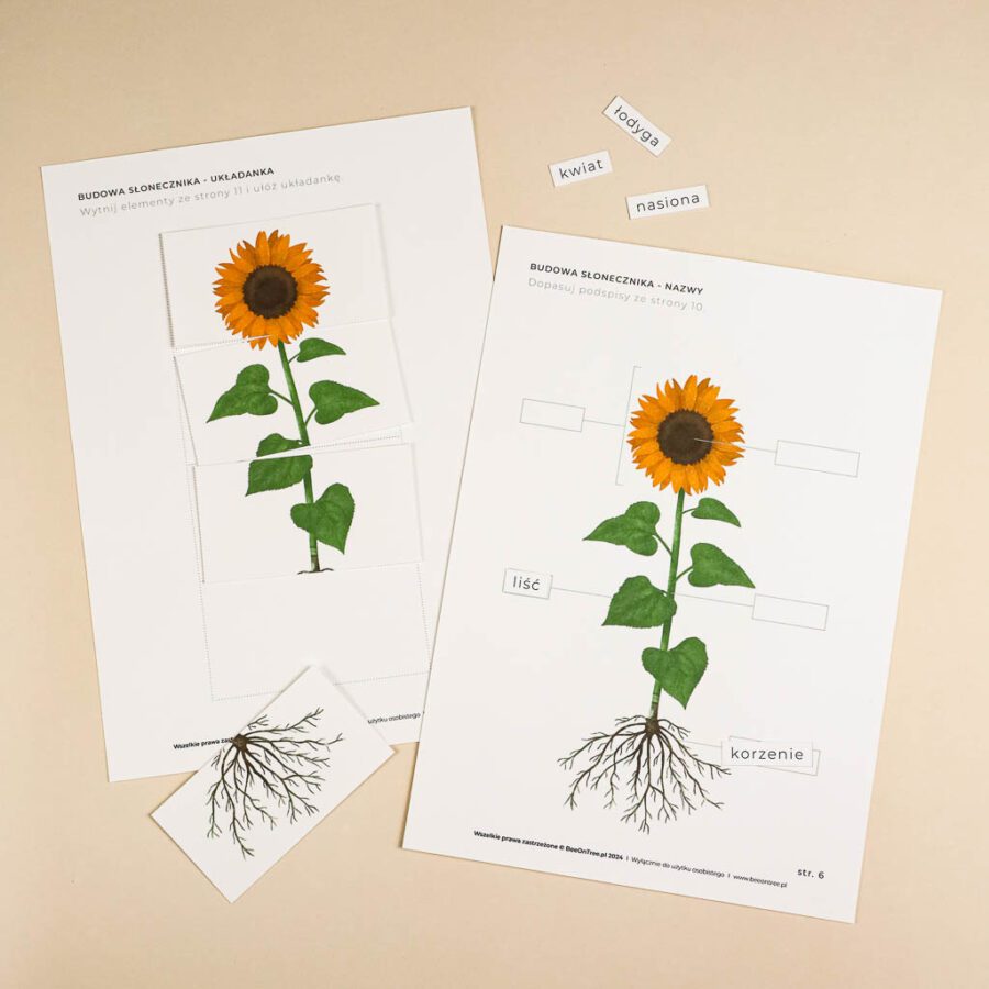 Slonecznik aktywnosci dla dzieci do druku zestawbeeontree tulalas montessori38