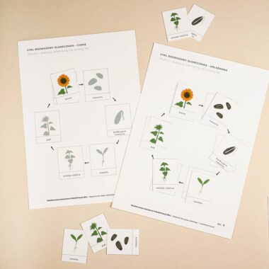 🌻 Słonecznik - zestaw edukacyjny cykl rozwojowy słonecznika - obrazek 4