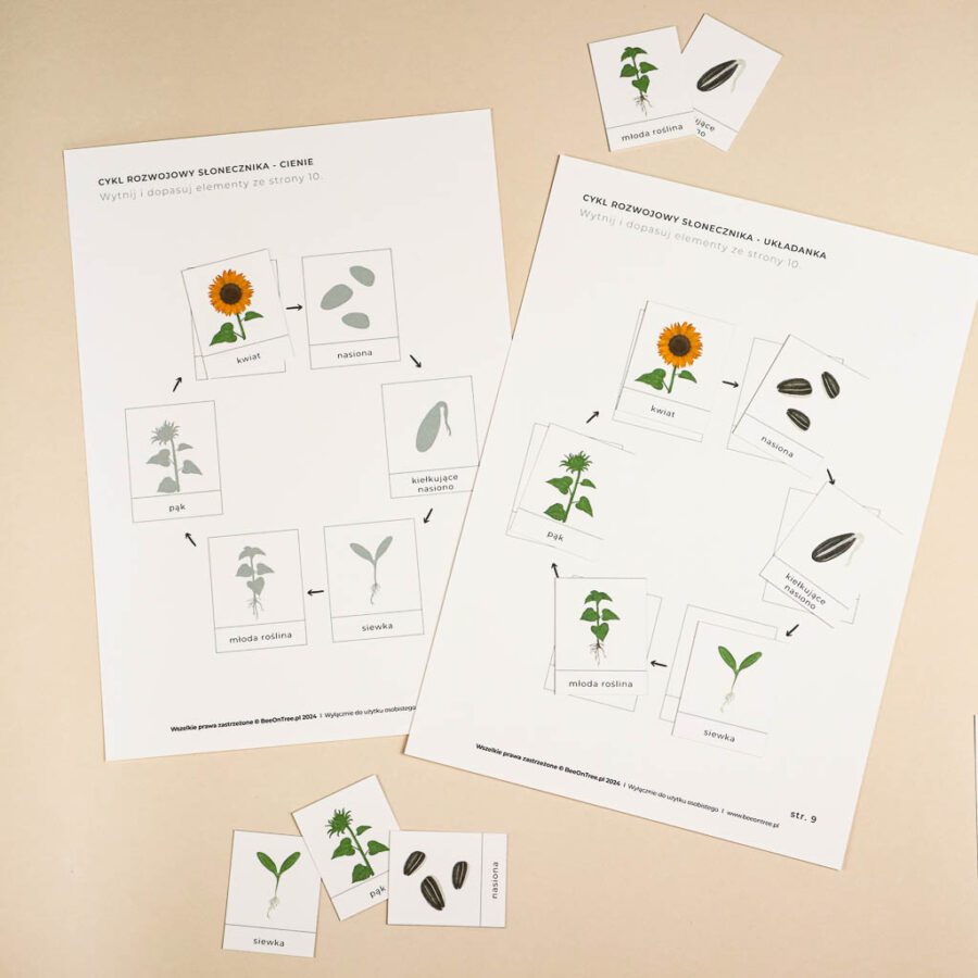 Slonecznik aktywnosci dla dzieci do druku zestawbeeontree tulalas montessori42