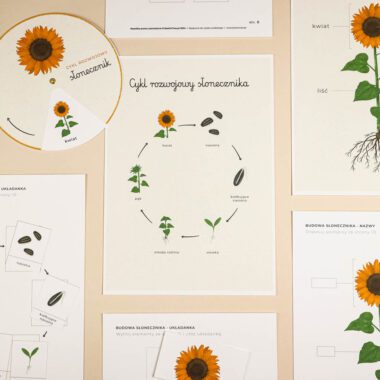 🌻 Słonecznik - zestaw edukacyjny cykl rozwojowy słonecznika - obrazek 3