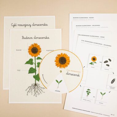 🌻 Słonecznik - zestaw edukacyjny cykl rozwojowy słonecznika - obrazek 2