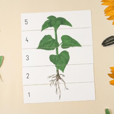 🌻 Słonecznik - Mega Pakiet aktywności dla dzieci do druku - obrazek 13