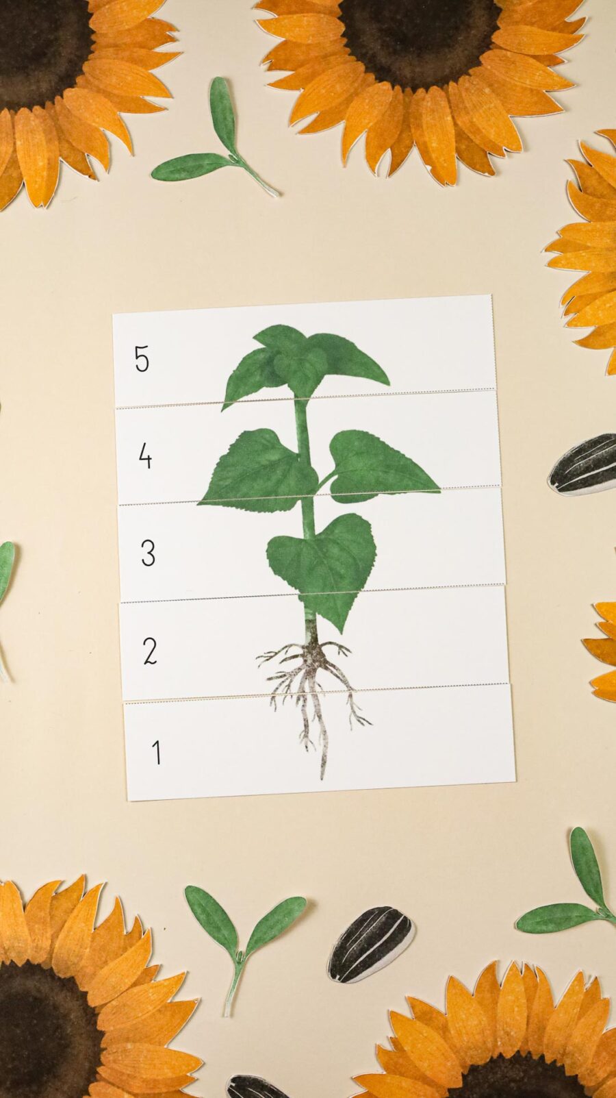 Slonecznik zeszyt cwiczen i zrestaw aktywnosci megapakiet beeontree montessori 13