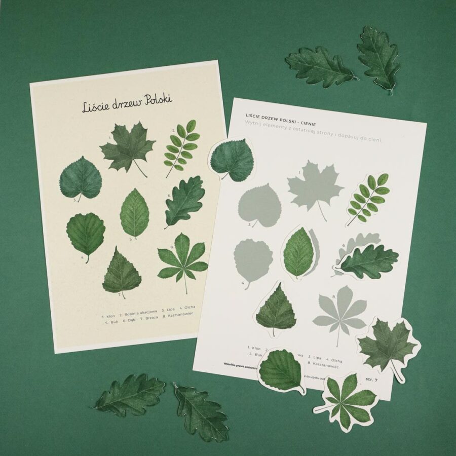 liscie zestaw edukacyjny dla dzieci do druku beeontree montessori 4176