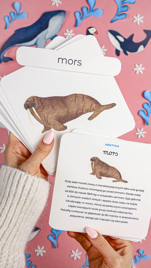 Arktyka Mega Pakiet karty klamerkowe trojdzielne countclip teatrzyk beluga orka ocean arktyczny montessori printables pdf 12