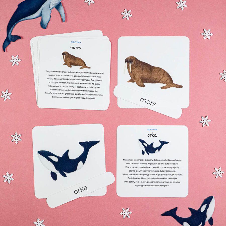 Arktyka Mega Pakiet karty klamerkowe trojdzielne countclip teatrzyk beluga orka ocean arktyczny montessori printables pdf 126