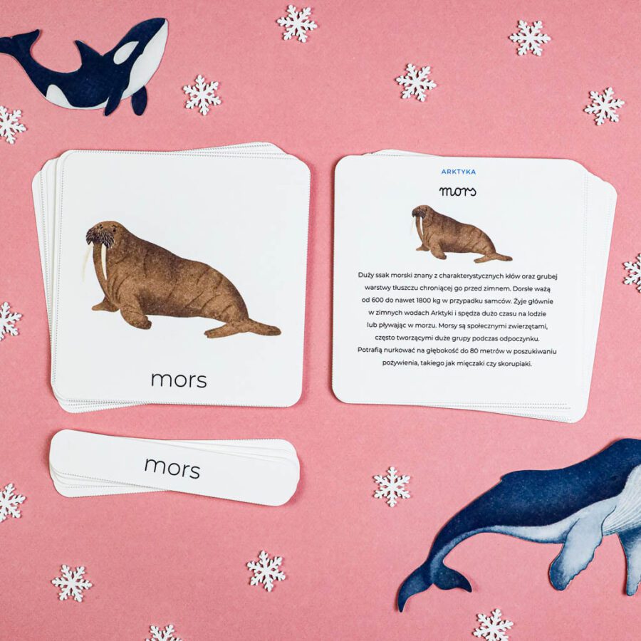 Arktyka Mega Pakiet karty klamerkowe trojdzielne countclip teatrzyk beluga orka ocean arktyczny montessori printables pdf 130