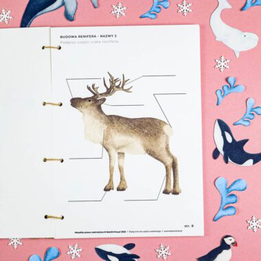 🐋 Arktyka - Plakaty edukacyjne z ćwiczeniami - obrazek 5