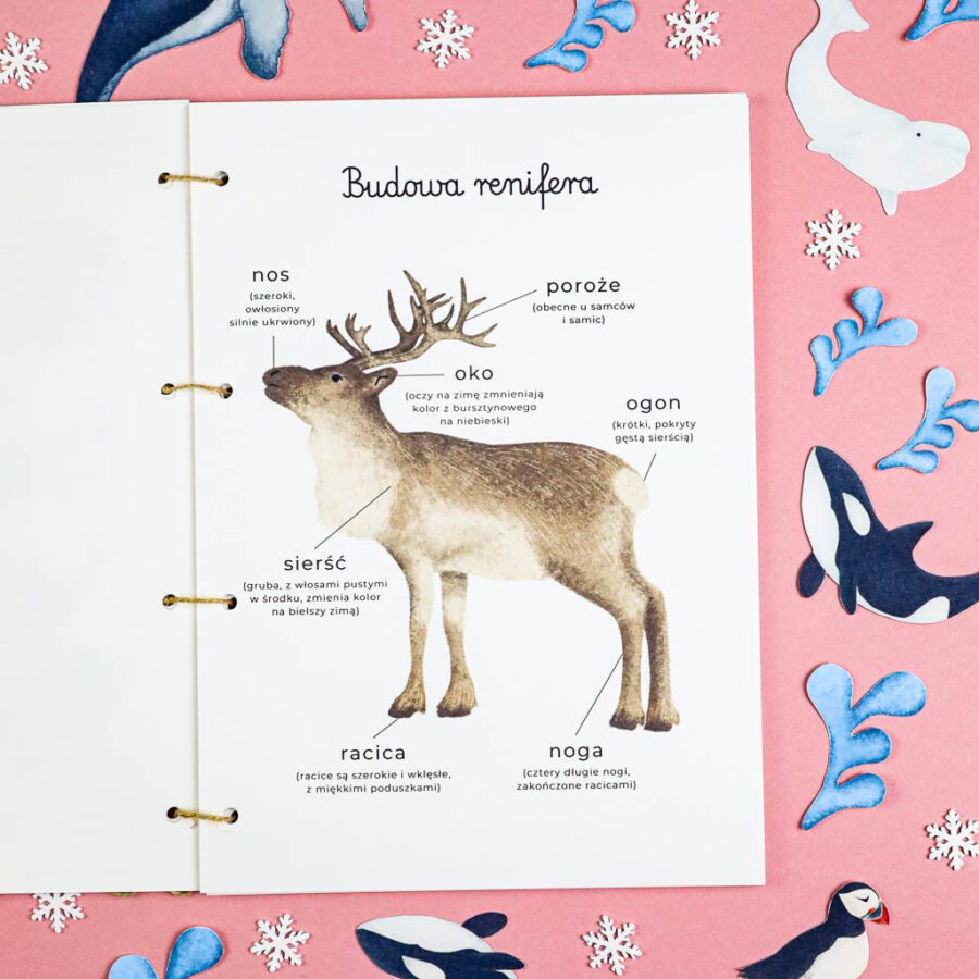 Arktyka Mega Pakiet karty klamerkowe trojdzielne countclip teatrzyk beluga orka ocean arktyczny montessori printables pdf 152