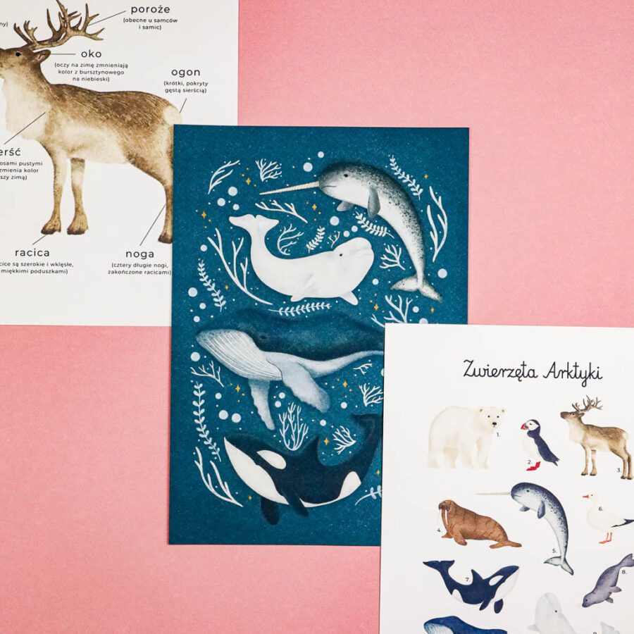 Arktyka Mega Pakiet karty klamerkowe trojdzielne countclip teatrzyk beluga orka ocean arktyczny montessori printables pdf 249