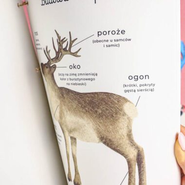 🐋 Arktyka - Mega Pakiet aktywności dla dzieci do druku - obrazek 18