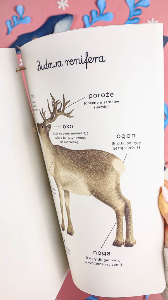 Arktyka Mega Pakiet karty klamerkowe trojdzielne countclip teatrzyk beluga orka ocean arktyczny montessori printables pdf 29