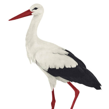 Dodatki do wiosennych zabaw sensorycznych - bociany, słoik, wazon, dżdżownice - obrazek 1