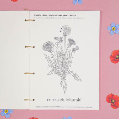 🌸 Kwiaty Polne Mega Pakiet + Zielnik - aktywności dla dzieci do druku - obrazek 12