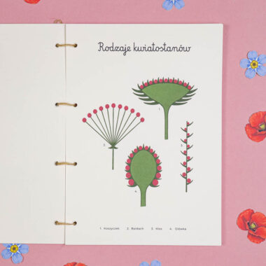 🌸 Kwiaty Polne Mega Pakiet + Zielnik - aktywności dla dzieci do druku - obrazek 11