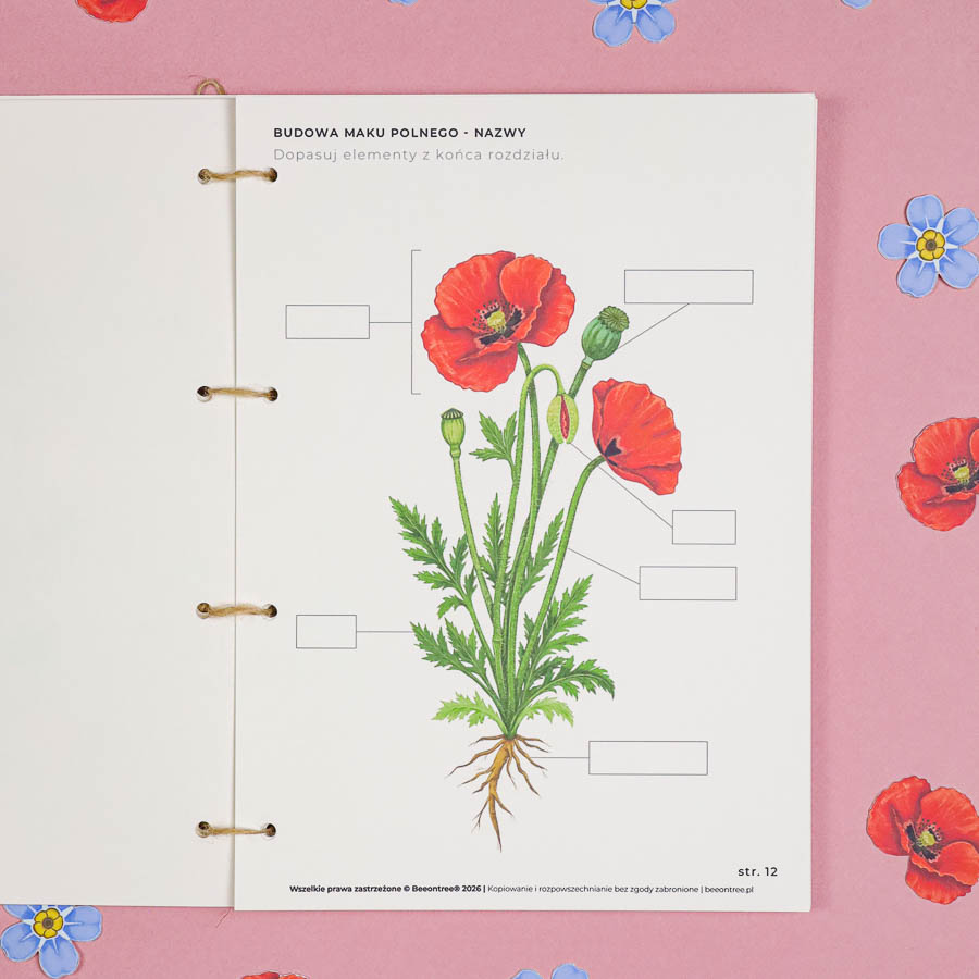 🌸 Kwiaty Polne - Mega Pakiet aktywności dla dzieci do druku 7 Kwiaty polne Moj zielnik Beeontree.pl Matematyka Jezyk 337