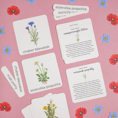 🌸 Kwiaty Polne Mega Pakiet + Zielnik - aktywności dla dzieci do druku - obrazek 2