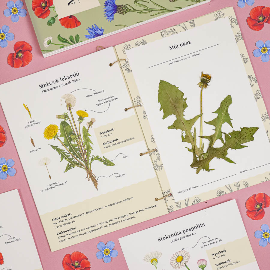 Kwiaty polne Moj zielnik Beeontree.pl Matematyka Jezyk 352